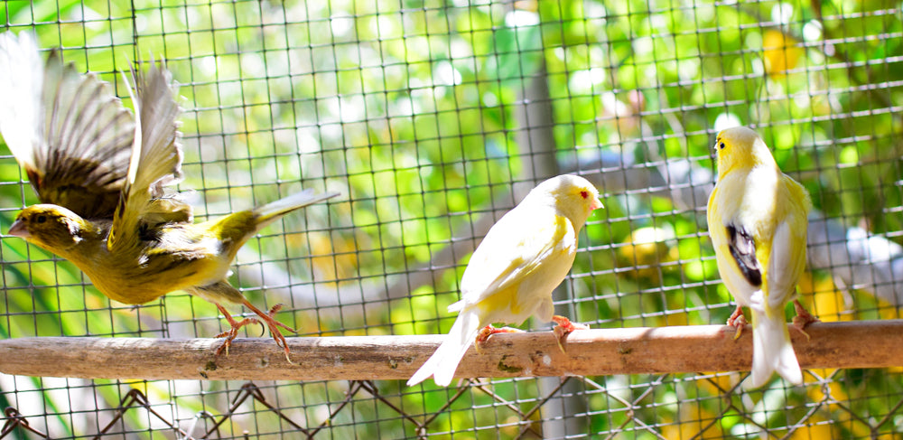 Canary Care: Diet, Housing, Breeding and Signs of Illness