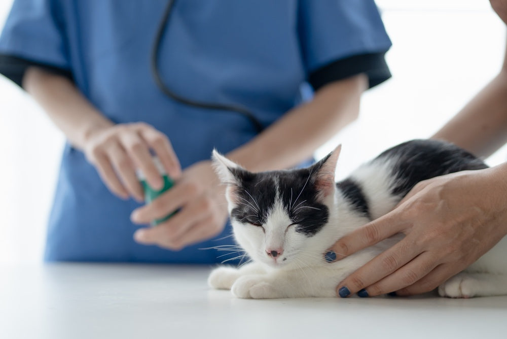 Cancer in Cats: A Vet’s 2025 Guide to Types, Diagnosis & Care 🐾🎗️