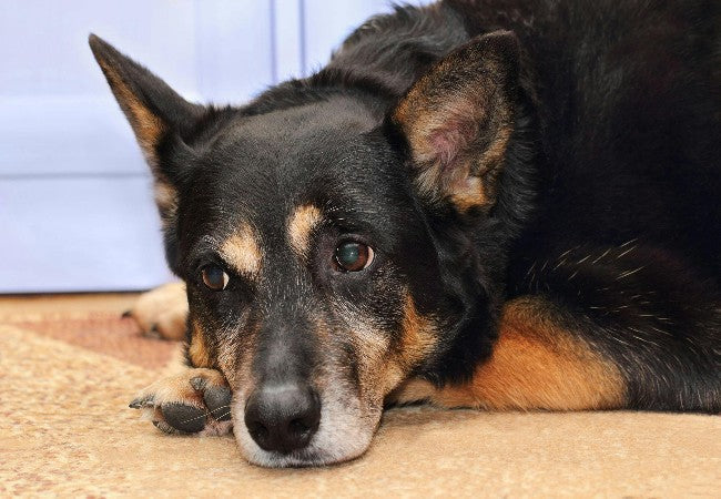 Canine Cardiac Rhabdomyoma: 2025 Vet Guide 🩺🐶