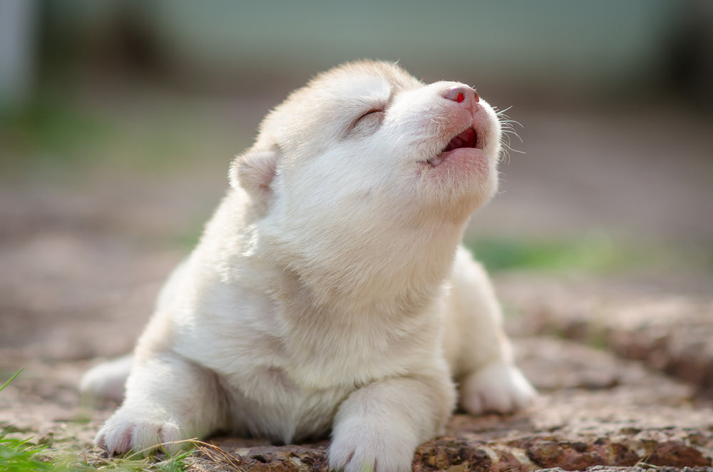 Canine Herpesvirus Infection: Vet Guide 2025 🐶🩺🦠