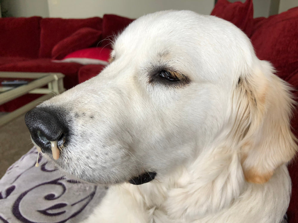 Canine Influenza in 2025: Understanding H3N2 and H3N8 Flu Strains in Dogs 🐶💨