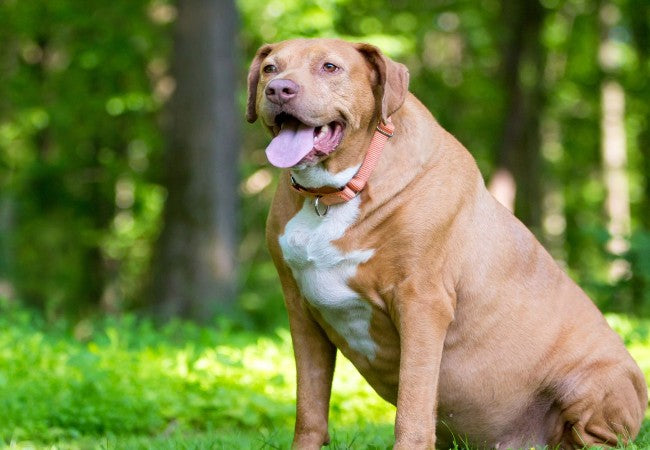 Canine Obesity – Vet Guide 2025 🐶⚖️🩺