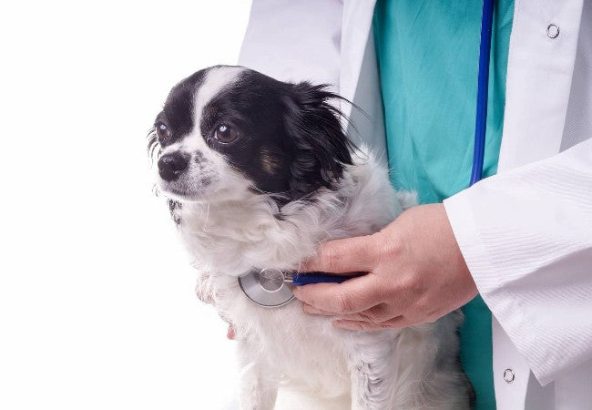 Canine Pneumonia in 2025: Vet-Backed Guide  🐶🩺