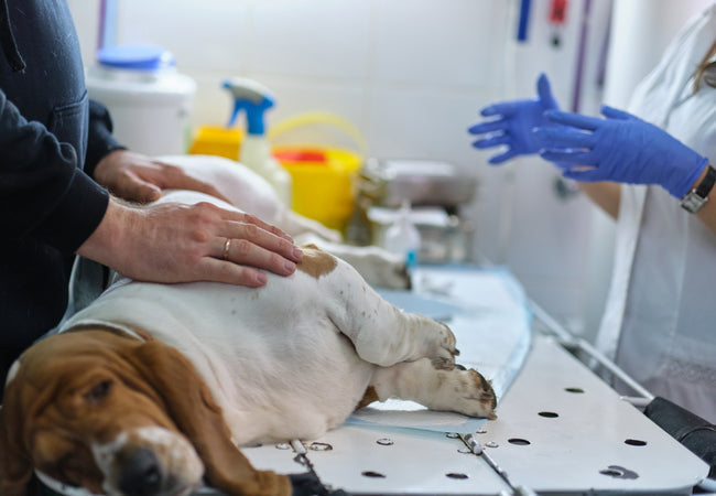 Canine Uterine Tumors in 2025 Vet Guide: Diagnosis, Treatment & Prevention 🐶🧬