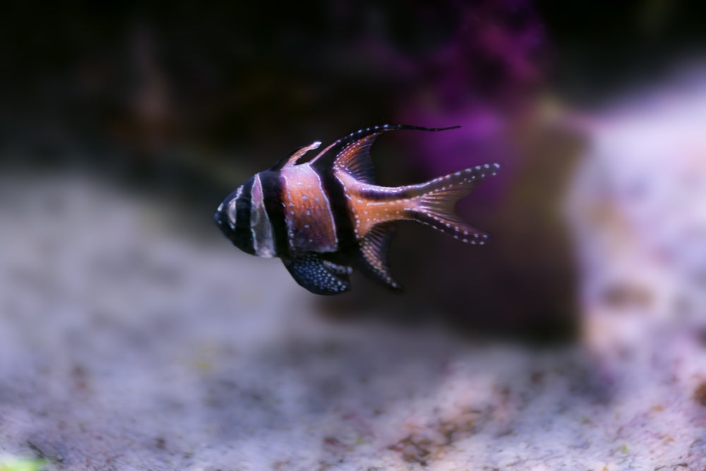 Cardinalfish Care: Vet Guide 2025 🐠🩺
