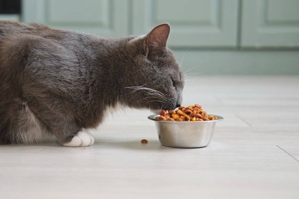 Carnitine in Cats: Vet Guide 2025 🐾🩺