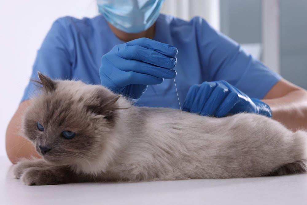 Cat Acupuncture Explained: Vet Guide 2025 🐱🪡