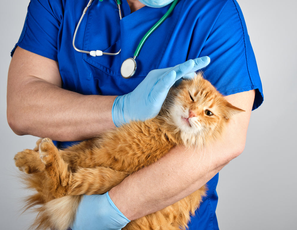 Cat Diarrhoea Treatment: What Helps and When to Call a Vet