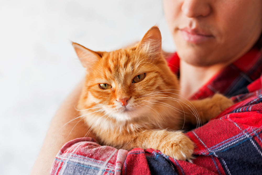 Cat Euthanasia Vet Guide 2025