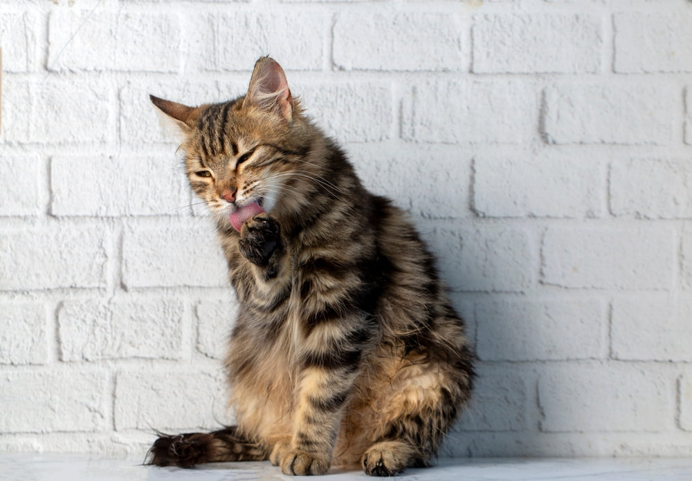 Cat Hairballs 101 – Vet Guide 2025 🐱💨