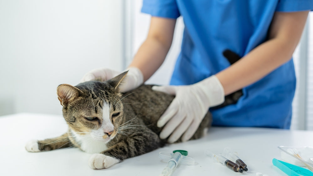 Cat Hepatotoxins & Liver Toxicity: Vet Guide 2025 🐾🩺