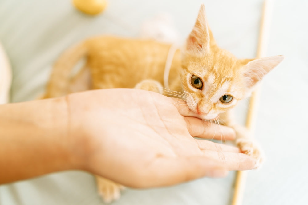 Cat Love Bites: Why Your Cat Nips During Petting