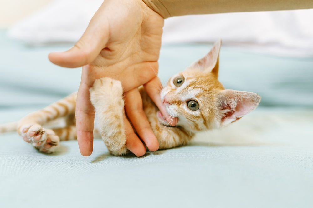 Cat Love Bites – Vet Guide 2025 🐱💕