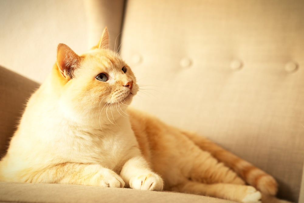 Cat Obesity: Vet Guide 2025 🐾🩺