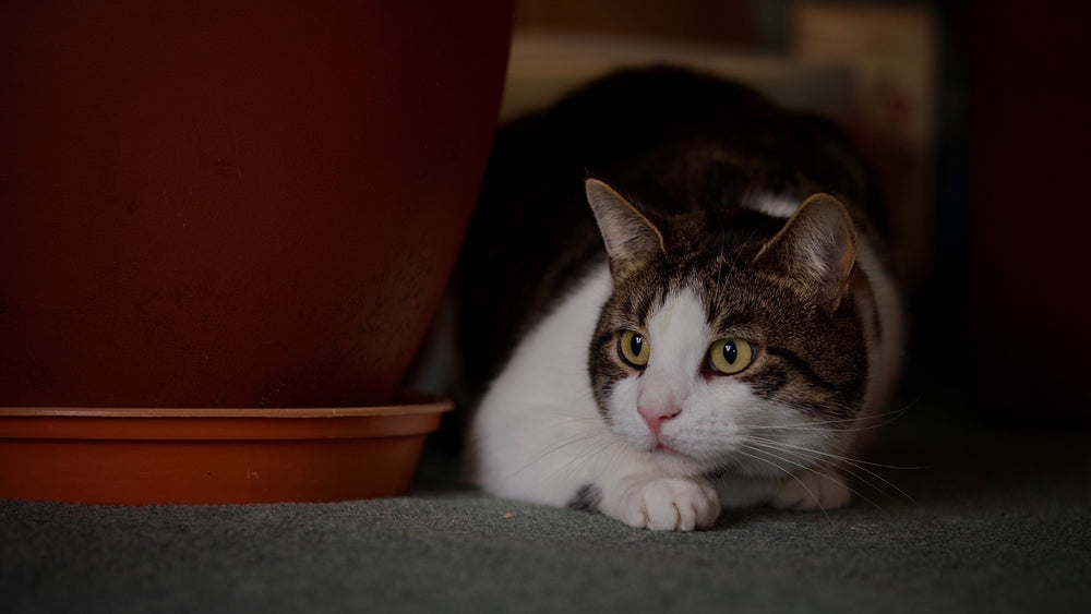 Cat Seizures & Epilepsy – Vet Guide 2025 ⚠️🐱