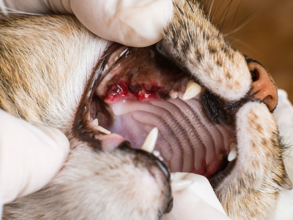 Cat Tooth Loss: Normal Kitten Teething or a Dental Problem?