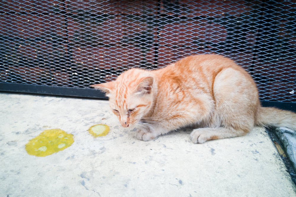 Cat Vomiting: Causes, Warning Signs and What to Do
