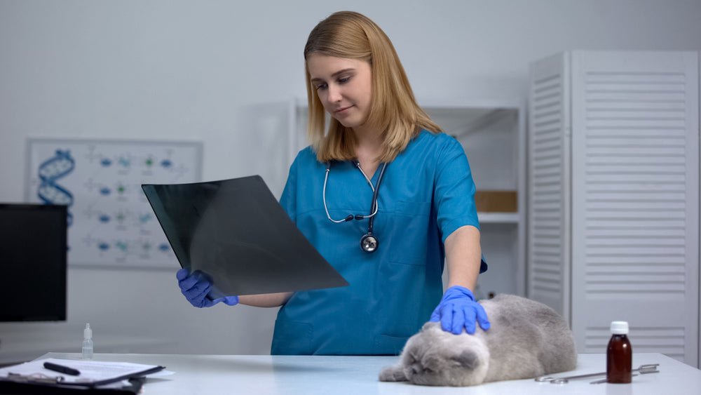 Chemodectoma in Cats: Vet Guide 2025 🐱❤️‍🩹🔬