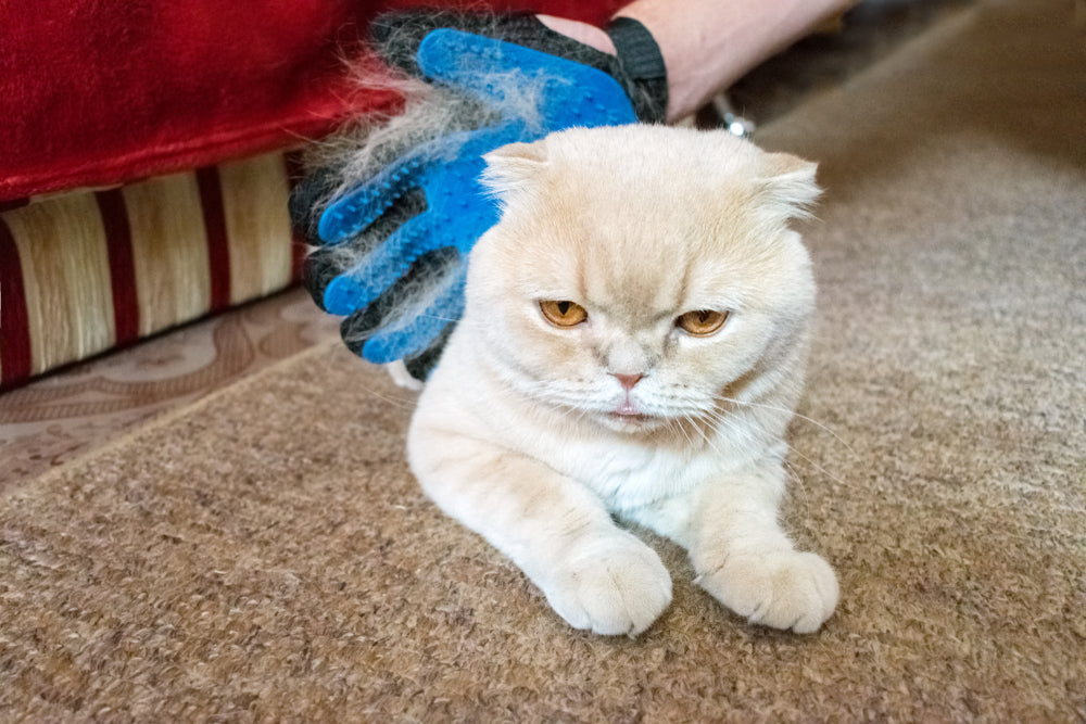 Cheyletiellosis (“Walking Dandruff”) in Cats – Vet Guide 2025 🐱✨