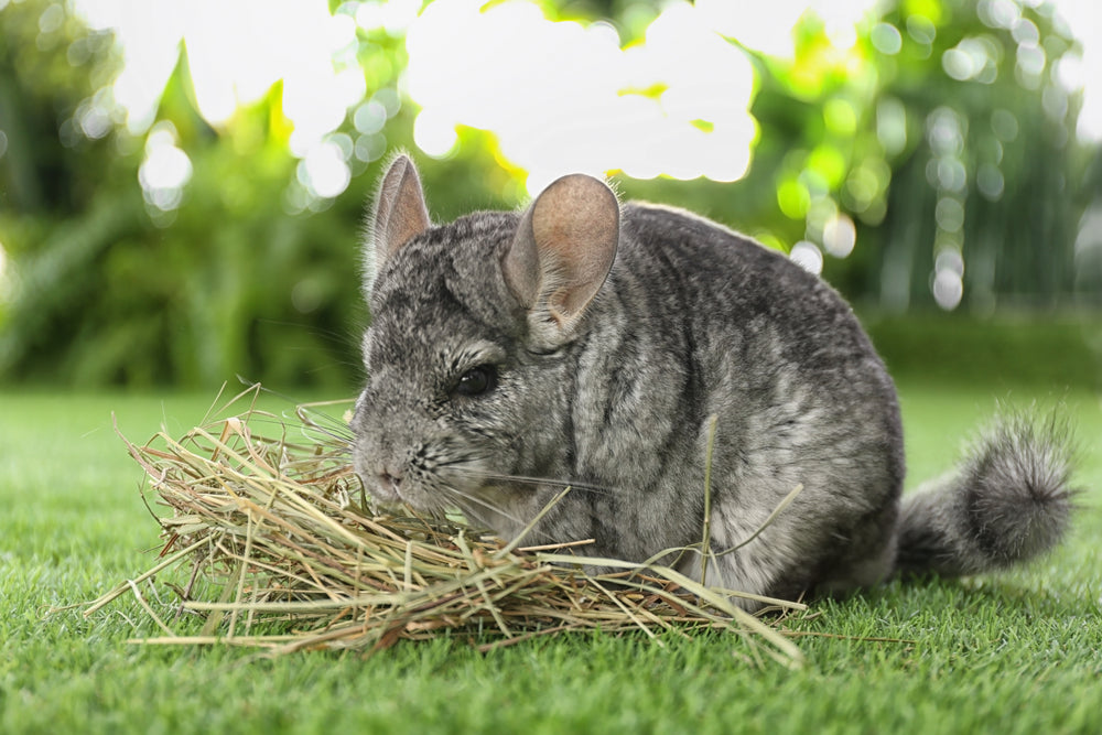 Chinchilla Care: Housing, Diet, Dust Baths and Warning Signs
