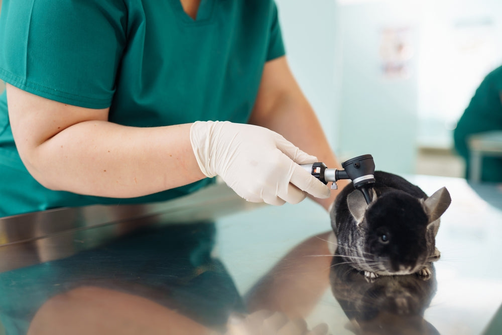 Chinchilla Middle-Ear Infections (Otitis Media): Vet Guide 2025 – Expert Vet Insights