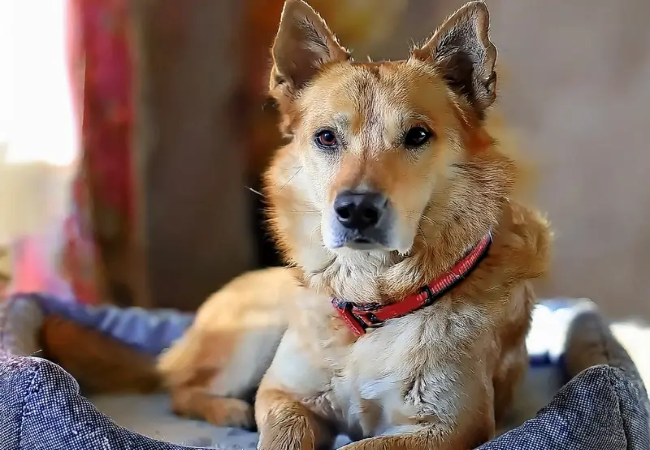 Chinook Dog Care: Exercise, Training and Health