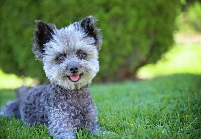 Chipoo Care: What to Expect from a Chihuahua Poodle Mix