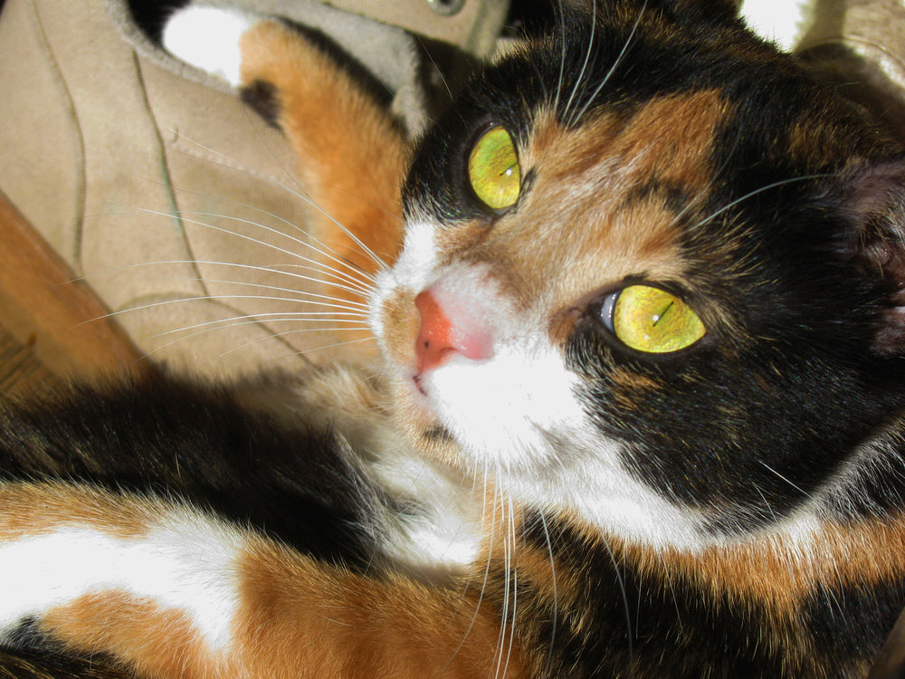 Cholangitis in Cats: Symptoms, Treatment and Prognosis