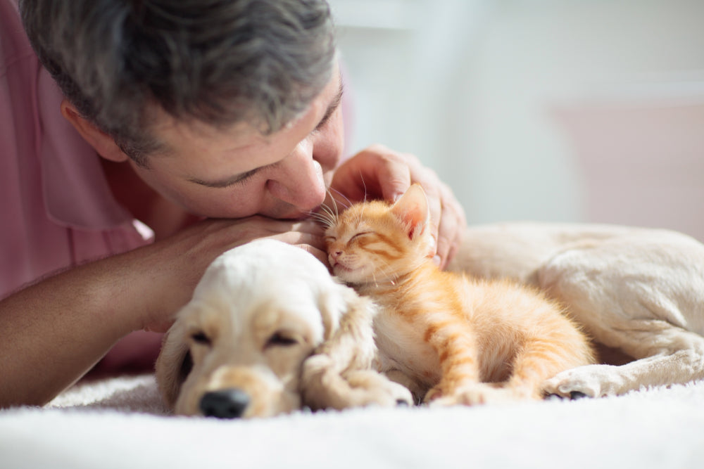 Choosing a Puppy or Kitten: Health Checks, Questions and Preparing Your Home
