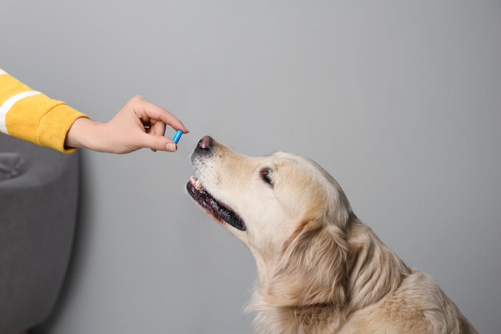 Chronic Bronchitis in Dogs: 2025 Vet Care Guide for Coughing Canines 🐕🩺