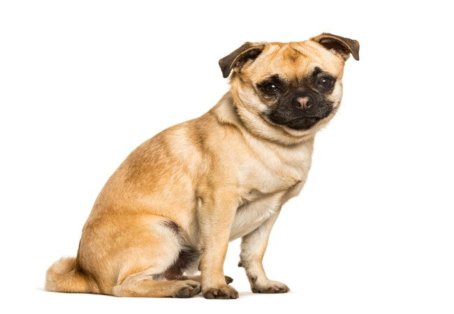 Chug Dogs: Care, Training and Breathing Problems to Watch For