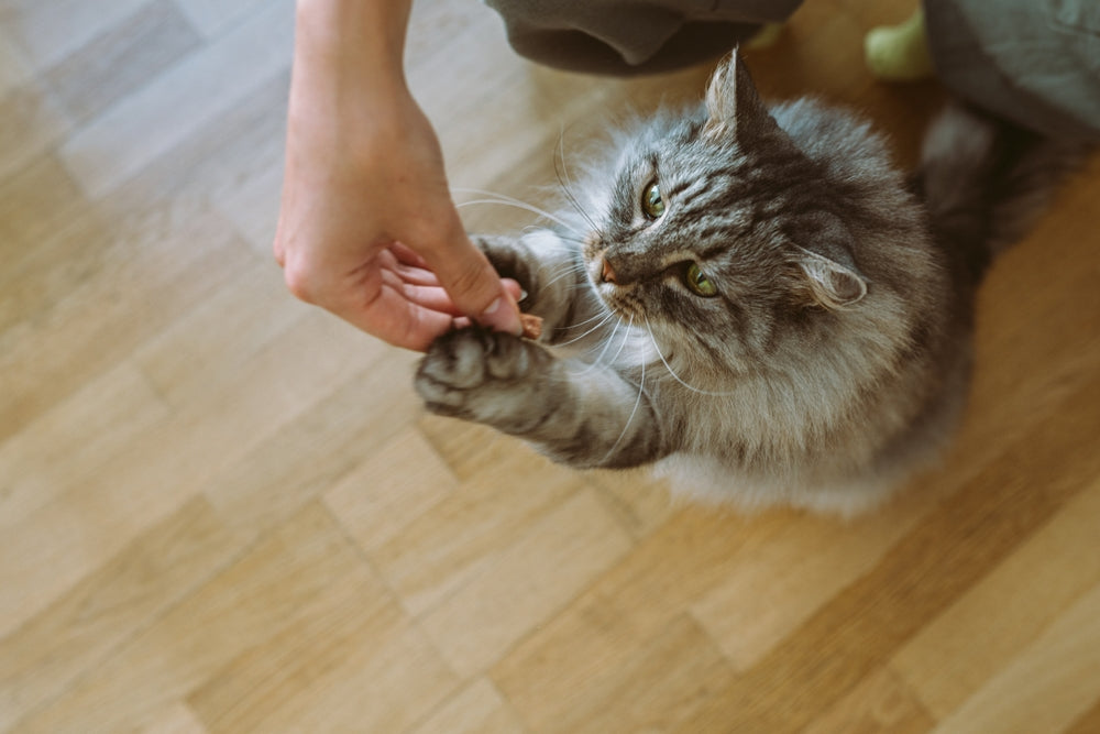How to Clicker Train a Cat: A Practical Starter Guide