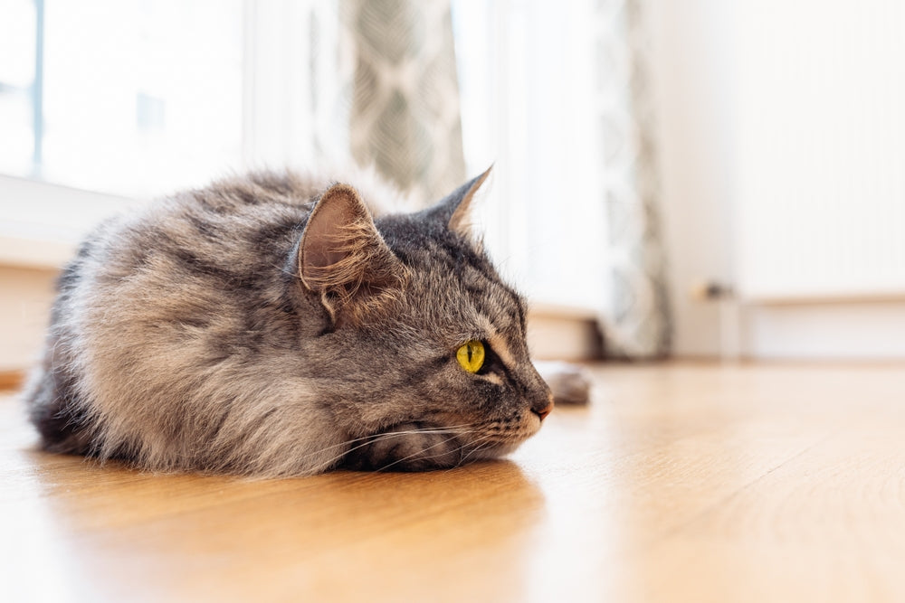 Cold Agglutinin Disease in Cats: Vet-Approved Guide to Causes, Symptoms & Treatment in 2025 🐱❄️🩸