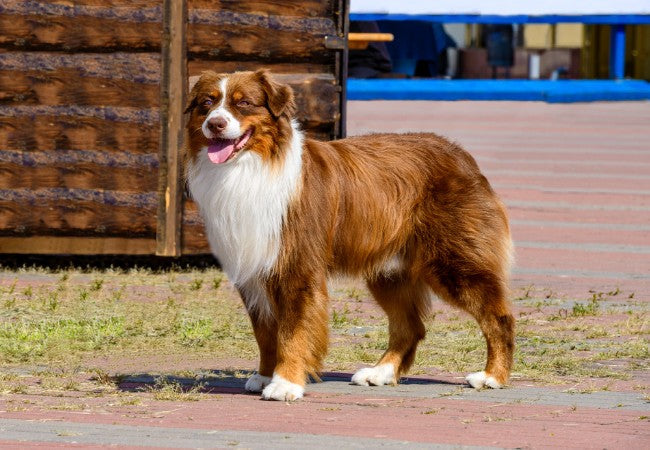 Collie Care: Rough and Smooth Coats, Training and Health