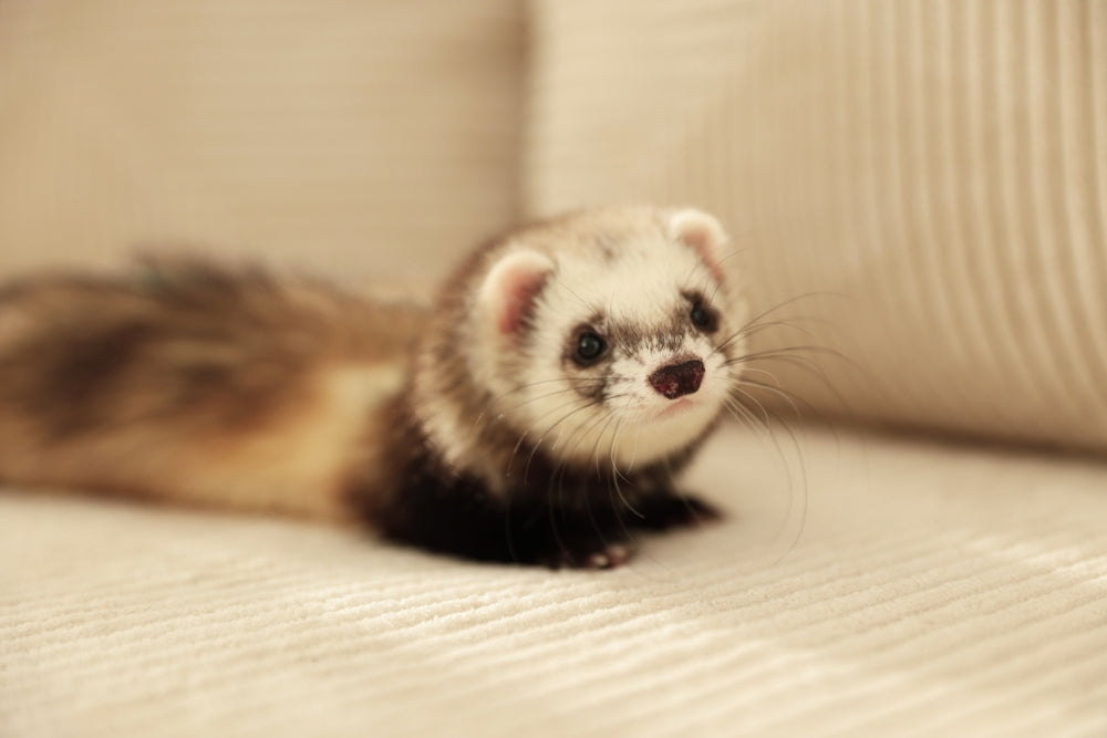 Complete 2025 Vet Guide: Ferret Giardiasis 🐾🦠 Causes, Treatment & Support