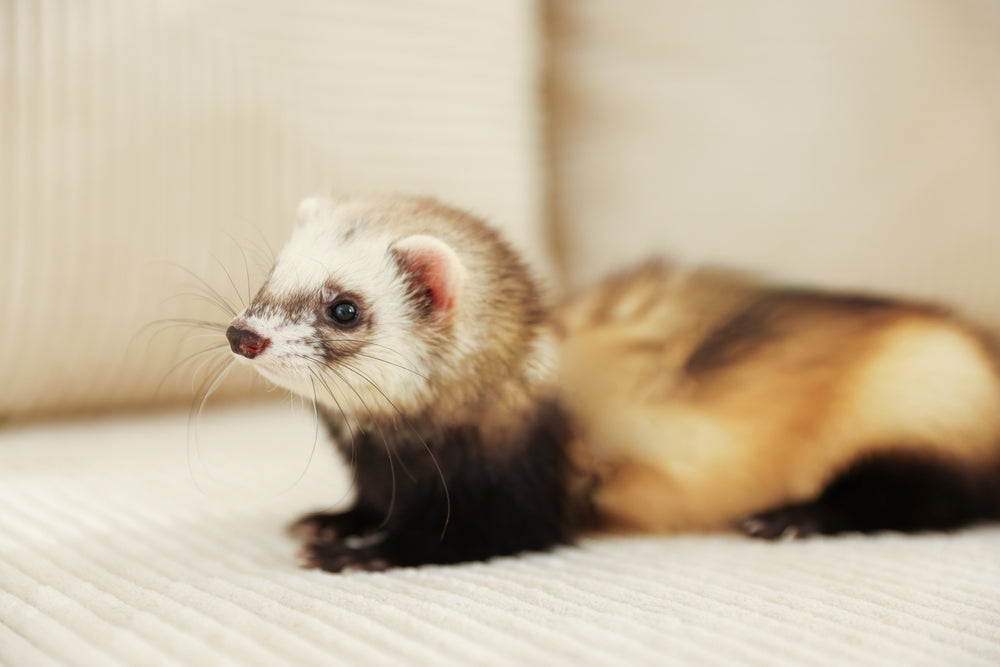 Complete 2025 Vet Guide: Ferret Renal Failure 🐾🩺 Causes, Care & Management