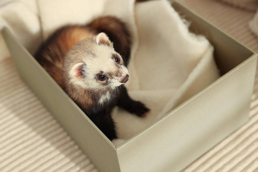 Complete 2025 Vet Guide: Ferret Urinary Tract Obstruction 🐾🚨 Causes, Diagnosis & Emergency Care