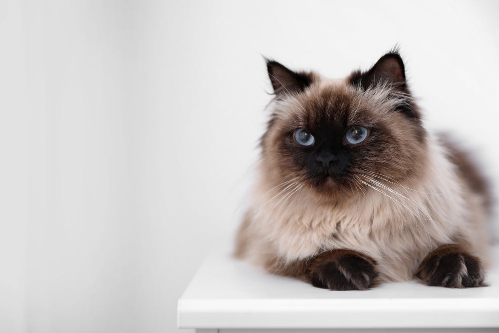 Comprehensive Vet Guide 2025: Balinese Cats – Elegant, Vocal & Vet‑Recommended 🐾🐱
