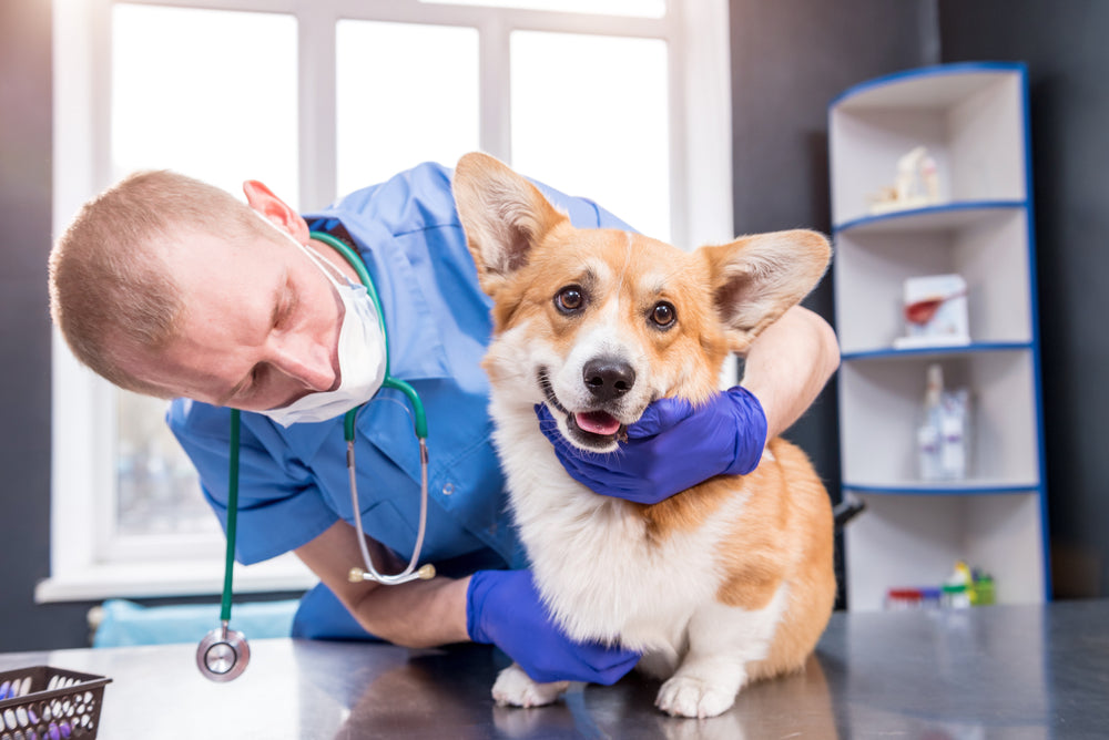 Comprehensive Vet Guide 2025: Sulfasalazine for Dogs & Cats – IBD Relief 🐾💊