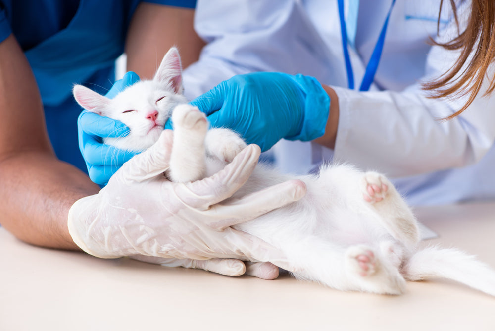 Cryptorchidism in Cats: Vet Guide 2025 🐱🔍