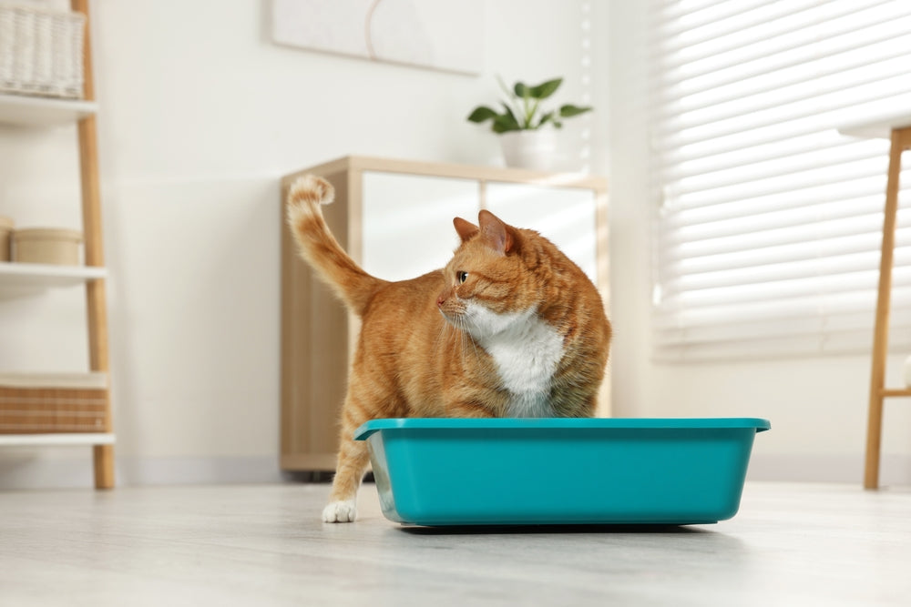 Cryptosporidiosis in Cats: Vet Guide 🐱💧 2025