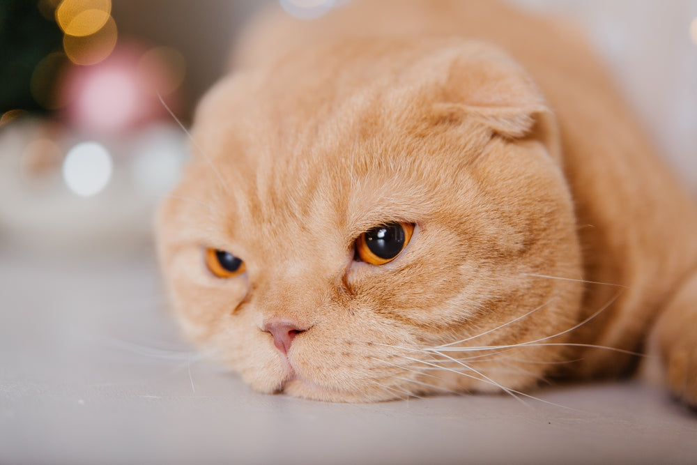 Cytauxzoonosis in Cats: Symptoms, Treatment and Survival
