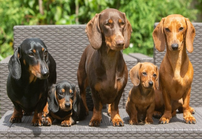 Dachshund Care: Training, Healthy Exercise and Back-Pain Warning Signs