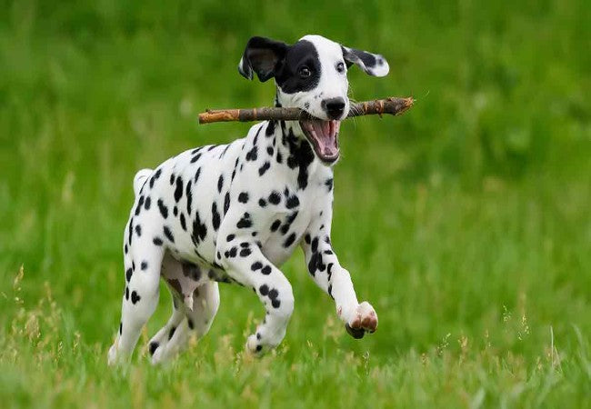 Dalmatian Care: Urinary Health, Hearing and Everyday Needs