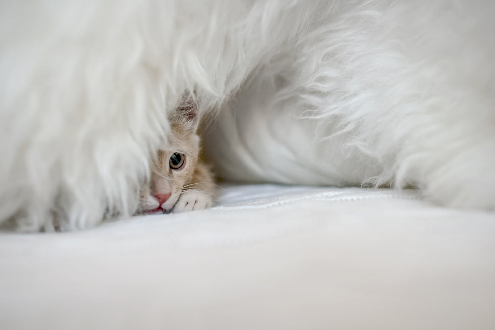 Dangerous Household Items for Kittens: How to Make Your Home Safer
