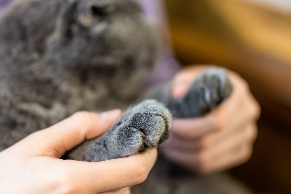 Declawing Cats: What the Surgery Involves and Kinder Alternatives