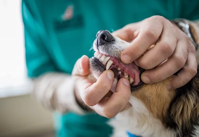 Dental Care for Dogs and Cats: A Practical Daily Routine