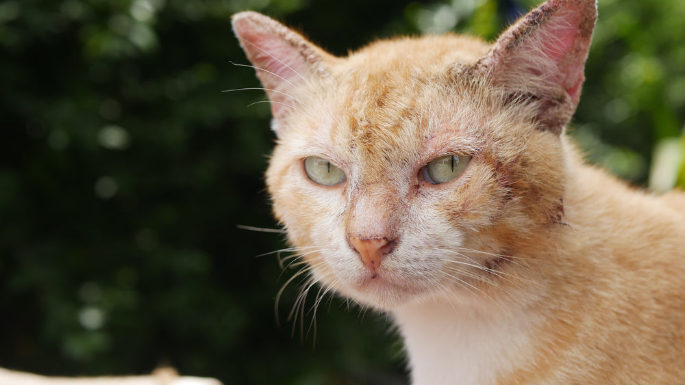 Dermatophilosis in Cats: Vet Guide 2025 🐱🩹