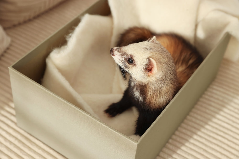 Diarrhea in Ferrets: A Vet’s 2025 Guide to Causes, Signs, Treatment & Prevention 🐾🩺