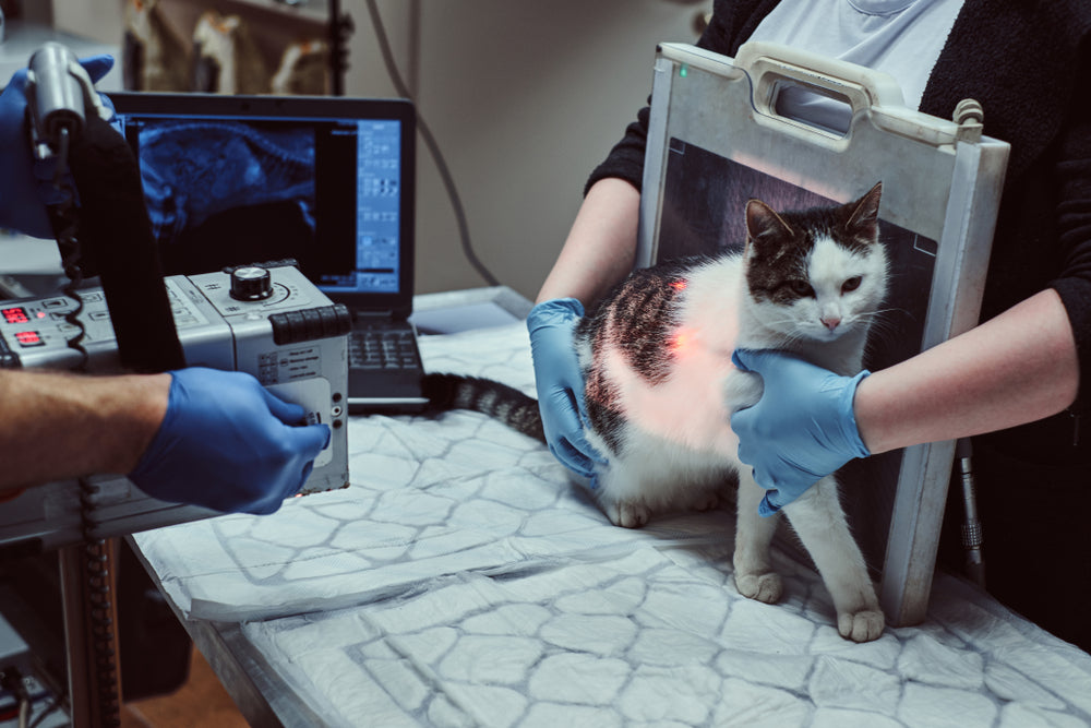 Diskospondylitis in Cats: Expert Vet Guide 2025 🐱🦴
